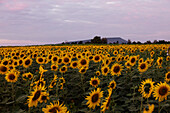 Feld mit blühenden Sonnenblumen