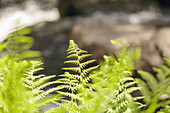 Close-up of fern leaves