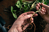 Woman planting potted plants at home