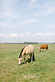 Pferde grasen auf einer Wiese