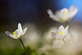 Nahaufnahme einer Anemonenblüte