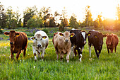 Cows in pasture at sunset