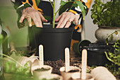Frau pflanzt Kräuter und Tomatenpflanzen