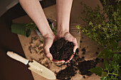 Woman planting herbs