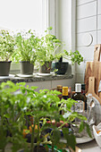 Herbs in pots on window sill in kitchen