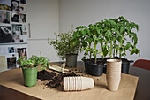 Tomato seedlings on table