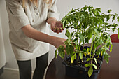 Woman with tomato seedlings