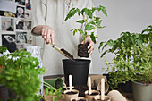 Frau pflanzt Kräuter und Tomatenpflanzen
