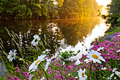Blühende Wildblumen am Fluss