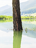 Tree growing out of water