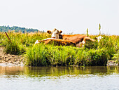 Kühe am Fluss liegend