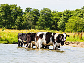 Kühe im Fluss stehend