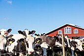 Cows in farm