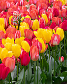Tulpe (Tulipa) 'Spryng mix'