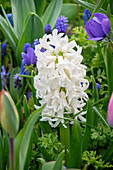Hyazinthe (Hyacinthus) 'Top White'
