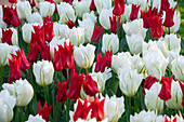 Tulpe (Tulipa) 'Istanbul', 'White Valley'