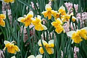 Hyazinthen (Hyacinthus) 'China Pink', Narzisse (Narcissus) 'Orangery'