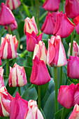Tulpe (Tulipa) 'Spryng Tide', 'Spryng Break'