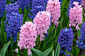 Hyazinthen (Hyacinthus) 'Delft Blue', 'Pink Surprise'