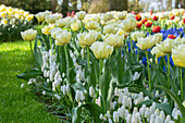 Tulpe (Tulipa) 'Avant Garde', Traubenhyazinthe (Muscari) 'White Magic'