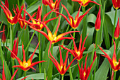 Tulipa Go Go Red