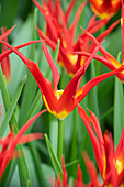 Tulipa Go Go Red