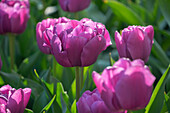 Tulpe (Tulipa) 'Purple Sky'