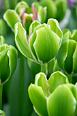 Tulpe (Tulipa) 'Green Power'