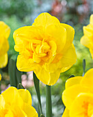 Narzisse (Narcissus) 'Siguarta'