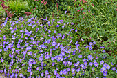 Wallich-Storchschnabel (Geranium wallichianum)'Buxton's Variety'