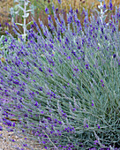 Lavendel (Lavandula)