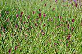 Großer Wiesenknopf (Sanguisorba officinalis) 'Red Thunder'