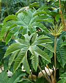 Reispapierbaum (Tetrapanax papyrifer)