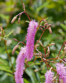 Koreanischer Wiesenknopf (Sanguisorba hakusanensis) 'Lilac Squirrel'