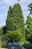 Blühende Funkie (Hosta) im Sommergarten