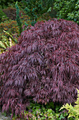Acer palmatum Tamukeyama