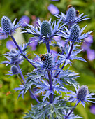 Mannstreu (Eryngium)