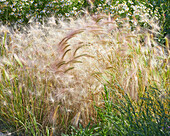 Hordeum jubatum