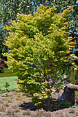 Fächerahorn (Acer palmatum) 'Sangokaku'