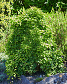 Fächerahorn (Acer Palmatum)
