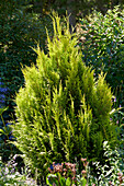 Riesen-Lebensbaum (Thuja plicata) '4ever Goldy'