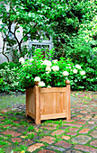 DIY wooden planters with panicle hydrangeas