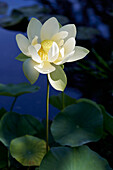 Indische Lotusblume (Nelumbo nucifera) 'Perry's Giant Sunburst'