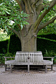 Quercus castaneifolia Green Spire