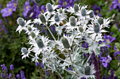 Elfenbein-Mannstreu (Eryngium giganteum)