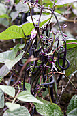 Gartenbohne (Phaseolus vulgaris) 'Amethyst'