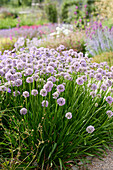 Zierlauch (Allium) 'Summer Beauty'