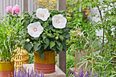 Hibiskus (Hibiscus) 'XXL' weiß