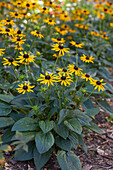 Gewöhnlicher Sonnenhut (Rudbeckia fulgida)