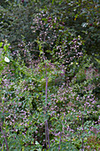 Thalictrum rochebrunianum